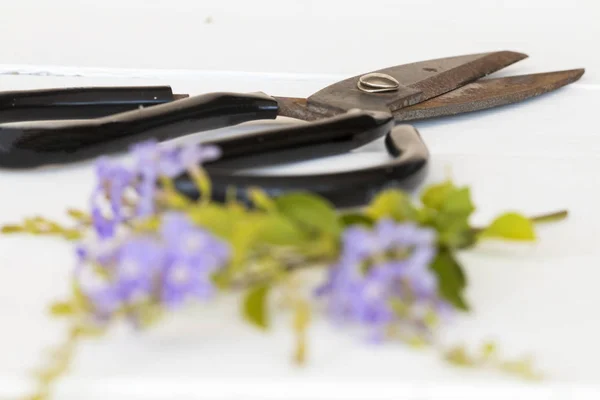 Lila Blumen Mit Schere Für Blumenhändler Auf Weißem Hintergrund Vorbereiten — Stockfoto