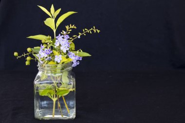 siyah arka plan üzerinde şişede natürmort mor Çiçek Aranjman Çiçek