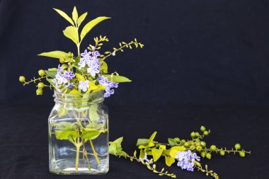 siyah arka plan üzerinde şişede natürmort mor Çiçek Aranjman Çiçek