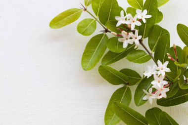 Asya 'nın yasemin yerel bitki örtüsü beyaz arka planda beyaz ahşap üzerine yatıyordu.