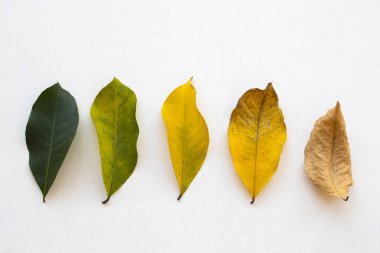 arkaplan dokusu doğa yaprağı taze yeşil sonbahar mevsiminde kuruyana kadar değişti düz beyaz ahşap üzerinde yatıyordu