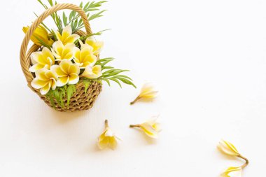Sarı çiçekler, Asya 'nın frangipani yerel florası. Sepet düzenleme düz kartpostal stili. Arka planda beyaz ahşap.