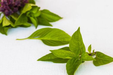 Tayland fesleğeni yaprağı doğal bitkisel sebzeler arka planda yerel Asya bitkisi beyaz