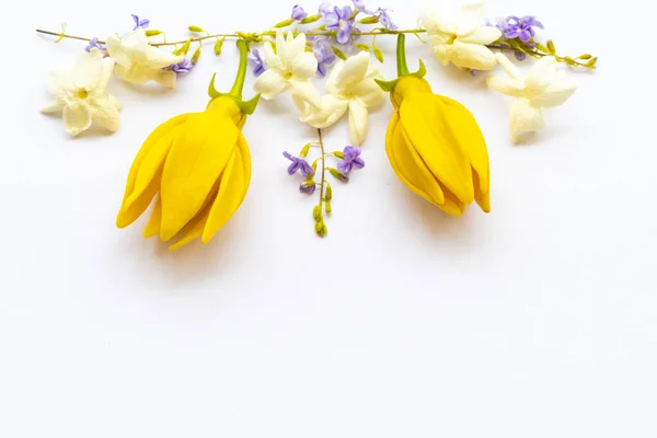 Flores Amarillas Ylang Ylang Jazmín Flores Púrpuras Flora Local Asia —  Fotos de Stock