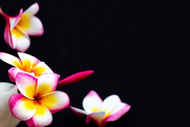 Bahar mevsiminde Asya 'nın renkli çiçekleri frangipani yerel florası arka plandaki siyah kartpostal tarzında yatıyordu.