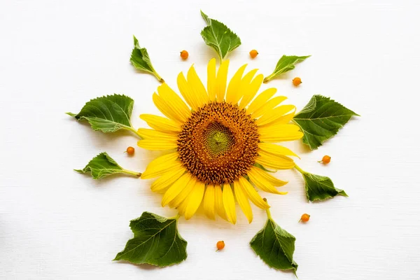 yellow flowers sunflower with leaf arrangement flat lay postcard style on background white wooden