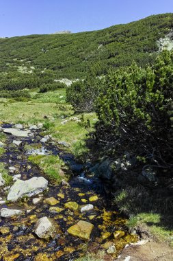 Küçük nehir Pirin Dağı