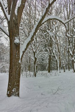 Ağaçlar Sofya şehir South Park'taki kış Panorama kar ile kaplı