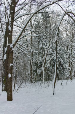 Ağaçlar Sofya şehir South Park'taki kış Panorama kar ile kaplı