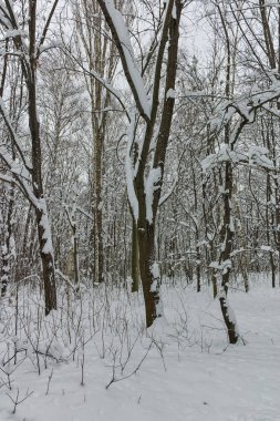 Ağaçlar Sofya şehir South Park'taki kış Panorama kar ile kaplı
