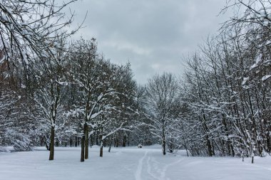 Ağaçlar Sofya şehir South Park'taki kış Panorama kar ile kaplı