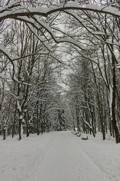 Panorama de invierno con árboles cubiertos de nieve en South Park en la ciudad de Sofía — Foto de Stock