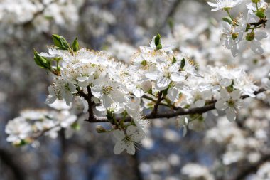 Erik ağacı beyaz bahar çiçekleri ile