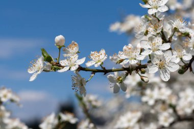Erik ağacı beyaz bahar çiçekleri ile