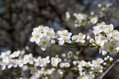 Erik ağacı beyaz bahar çiçekleri ile