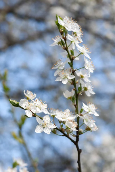 Plum tree with white Spring Blossoms — Stock Photo, Image