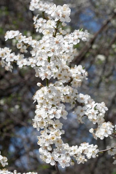 Fehér tavaszi virágokkal szilvafa — Stock Fotó