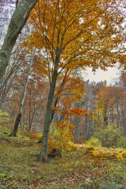 Sonbahar yatay, sarı ağaçlar, Vitosha Mountain, Bulgaria