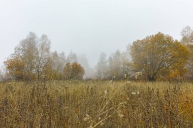 Sonbahar yatay, sarı ağaçlar, Vitosha Mountain, Bulgaria