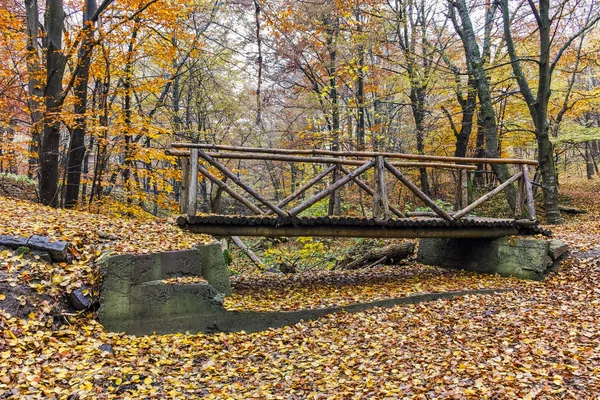 Outono Paisagem com árvores amarelas, Montanha Vitosha, Bulgária — Fotografia de Stock