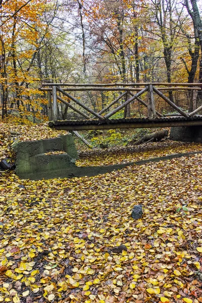 Paesaggio autunnale con alberi gialli, Monte Vitosha, Bulgaria — Foto Stock