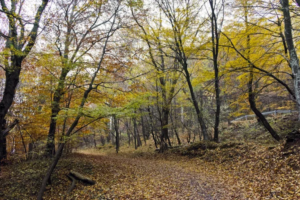 Paesaggio autunnale con alberi gialli, Monte Vitosha, Bulgaria — Foto Stock