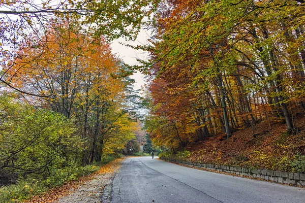 Осенний пейзаж с желтыми деревьями, горы Витоша, Болгария — стоковое фото