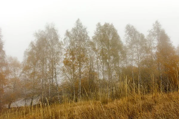 노란 나무, Vitosha 산, 불가리아가을 풍경 — 스톡 사진