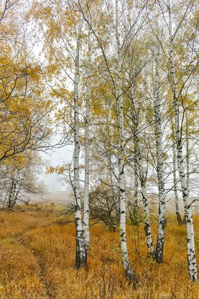 Осенний пейзаж с желтыми деревьями, горы Витоша, Болгария — стоковое фото