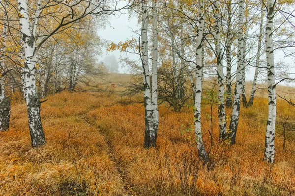 Осенний пейзаж с желтыми деревьями, горы Витоша, Болгария — стоковое фото