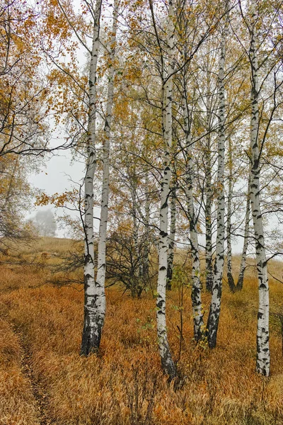 Осенний пейзаж с желтыми деревьями, горы Витоша, Болгария — стоковое фото