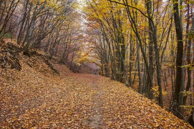 Sonbahar manzara sarı ağaç ve sis, Vitosha Mountain, Bulgaria