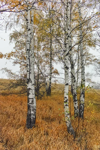 Осенний пейзаж с желтыми деревьями и туманом, горы Витоша, Болгария — стоковое фото