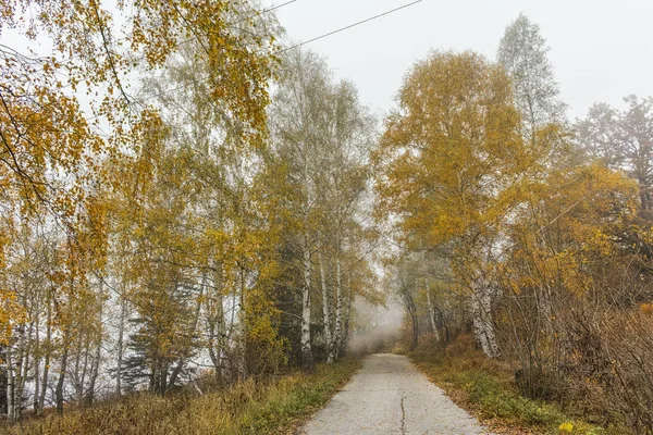 Осенний пейзаж с желтыми деревьями и туманом, горы Витоша, Болгария — стоковое фото