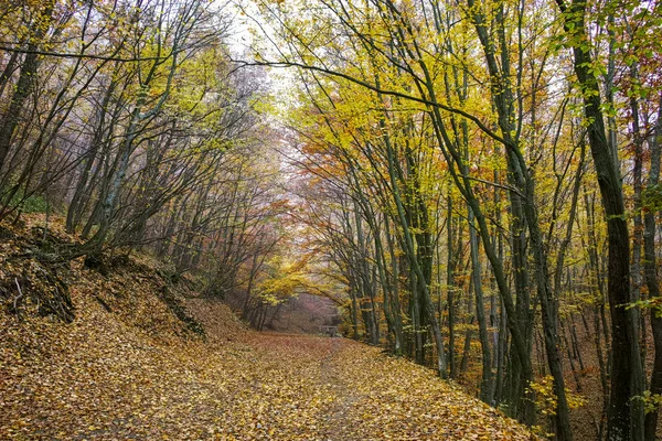 Outono Paisagem com árvores amarelas e nevoeiro, Montanha Vitosha, Bulgária — Fotografia de Stock