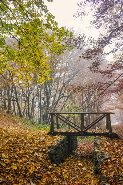 Outono Paisagem com árvores amarelas e nevoeiro, Montanha Vitosha, Bulgária — Fotografia de Stock