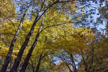 Sofya şehir South Park'taki sarı ağaçları ile sonbahar görünümü