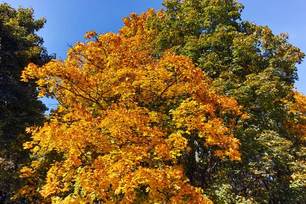 Vue d'automne avec arbres jaunes dans South Park dans la ville de Sofia — Photo