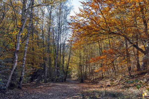 Удивительный ландшафт с желтым цветом возле города Девил на горе Радан
