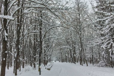 Ağaçlar Bulgaristan Sofya şehir South Park'taki kış Panorama kar ile kaplı