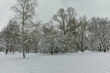 Ağaçlar Bulgaristan Sofya şehir South Park'taki kış Panorama kar ile kaplı