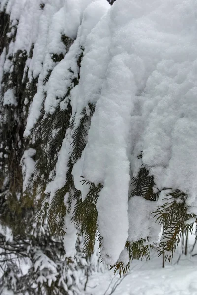 Zimowa Panorama Śniegiem Pokryte Drzew South Park Mieście Sofia Bułgaria — Zdjęcie stockowe