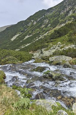 Şaşırtıcı sonbahar manzara Cherna Gora (Karadağ) Dağı, Pernik bölge, Bulgaristan