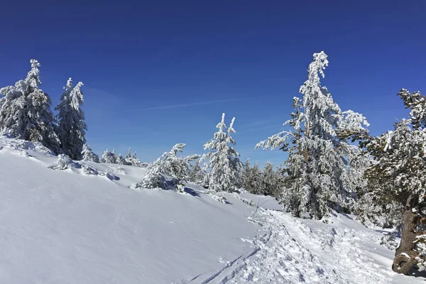 Zimní krajina v pohoří Vitoša, Bulharsko — Stock fotografie