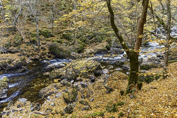 Struilitsa eco path at Devin river gorge, Rhodope Mountains — Stock Photo, Image