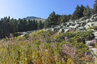 Bulgaristan 'ın Vitosha Dağı' nda Moraine ile manzara