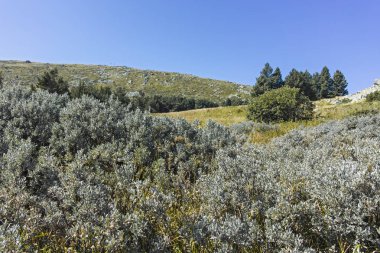 Bulgaristan 'ın Vitosha Dağı' nın sonbahar manzarası