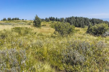 Bulgaristan 'ın Vitosha Dağı' nın sonbahar manzarası