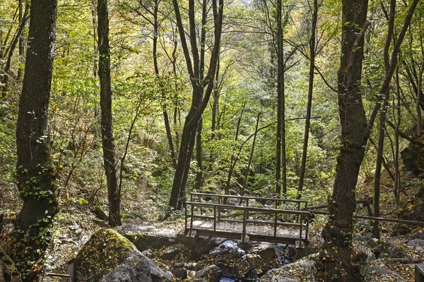 Ліс поблизу міста Девін (Родоп, Болгарія). — стокове фото