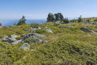 Bulgaristan 'ın Sofya Şehir Bölgesi Vitosha Dağı' nın sonbahar manzarası